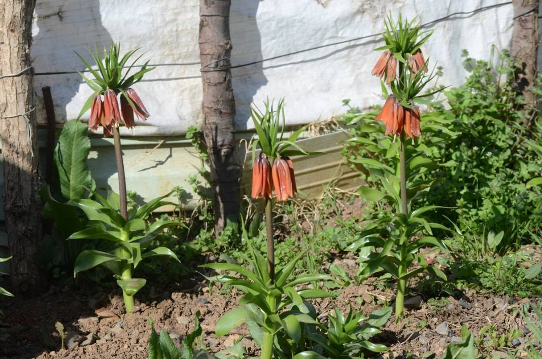 Bu insanlar neye bakıyor? Gece-gündüz nöbet tutuyorlar, ilk kez görenler şaştı kaldı! 47